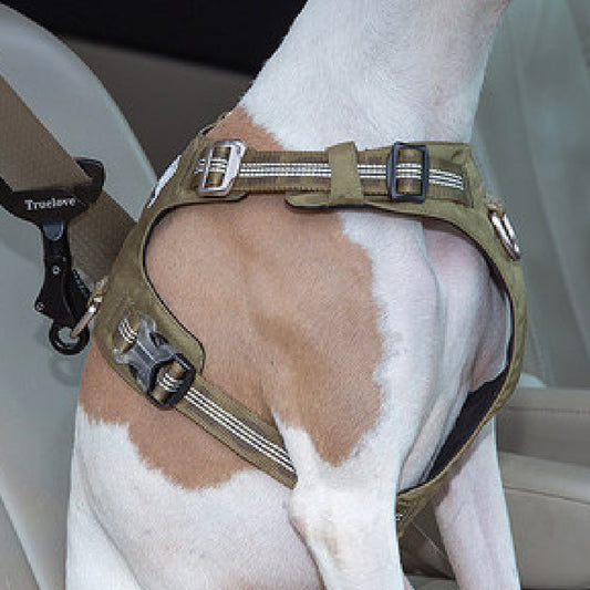 Car Safety Pet Buckle